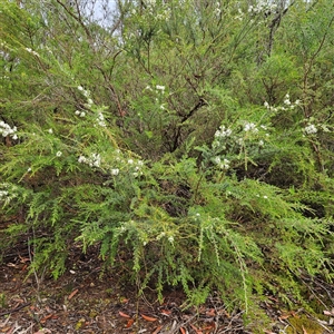 Unidentified Plant at Wedderburn, NSW by MatthewFrawley