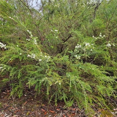 Unidentified Plant at Wedderburn, NSW - 1 Oct 2024 by MatthewFrawley