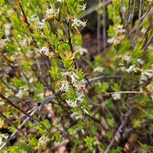 Unidentified Other Shrub at Wedderburn, NSW by MatthewFrawley