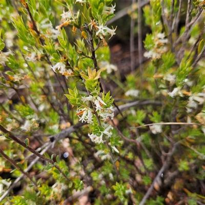 Unidentified Other Shrub at Wedderburn, NSW - 1 Oct 2024 by MatthewFrawley