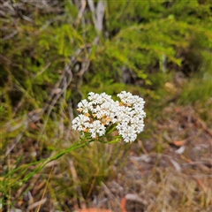 Unidentified Plant at Wedderburn, NSW - 1 Oct 2024 by MatthewFrawley