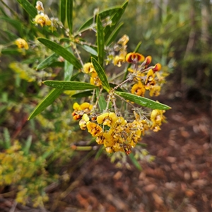 Unidentified Pea at Wedderburn, NSW by MatthewFrawley