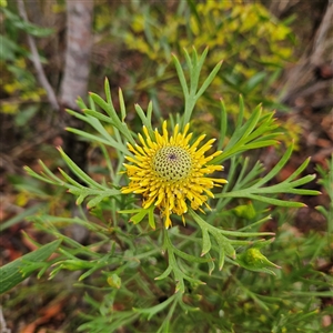 Isopogon anemonifolius at Wedderburn, NSW - suppressed