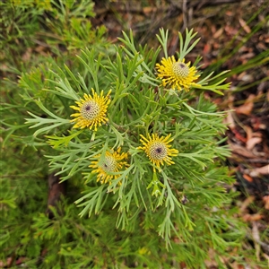 Isopogon anemonifolius at Wedderburn, NSW - suppressed