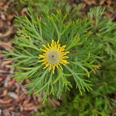 Isopogon anemonifolius at Wedderburn, NSW - suppressed