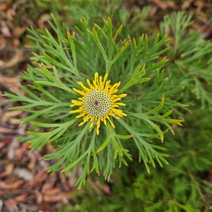 Isopogon anemonifolius at Wedderburn, NSW - suppressed