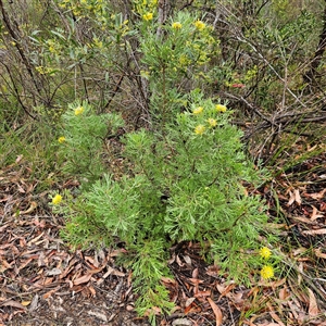 Isopogon anemonifolius at Wedderburn, NSW - suppressed