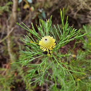 Isopogon anethifolius at Wedderburn, NSW - 2 Oct 2024 09:33 AM