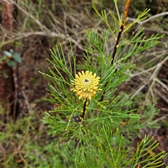 Isopogon anethifolius at Wedderburn, NSW - 2 Oct 2024 09:33 AM
