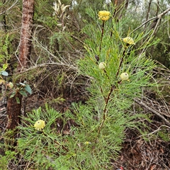 Isopogon anethifolius at Wedderburn, NSW - 2 Oct 2024 09:33 AM