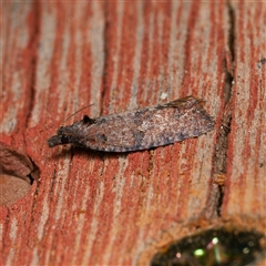 Cryptaspasma sordida (A Tortricid moth (Olethreutinae)) at Harrison, ACT - 29 Sep 2024 by DPRees125