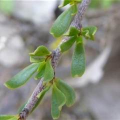 Cryptandra amara at Yarralumla, ACT - 2 Oct 2024