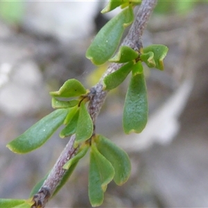 Cryptandra amara at Yarralumla, ACT - 2 Oct 2024