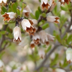 Cryptandra amara at Yarralumla, ACT - 2 Oct 2024