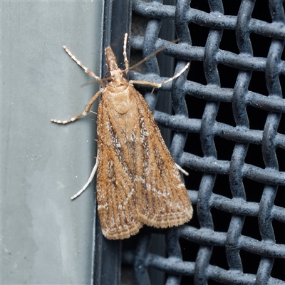 Nechilo macrogona (a Crambid moth (Crambinae)) by DPRees125