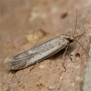 Philobota argotoxa at Harrison, ACT - 27 Sep 2024 08:05 PM