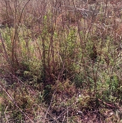 Hypericum perforatum (St John's Wort) at Watson, ACT - 2 Oct 2024 by waltraud