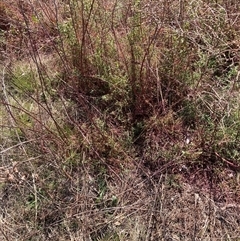 Hypericum perforatum at Watson, ACT - 2 Oct 2024