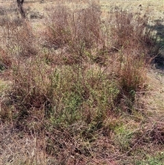 Hypericum perforatum at Watson, ACT - 2 Oct 2024