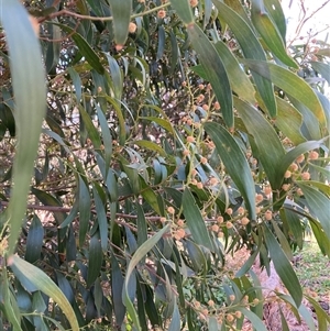 Acacia melanoxylon at Hackett, ACT - 2 Oct 2024 03:32 PM