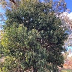 Acacia melanoxylon at Hackett, ACT - 2 Oct 2024