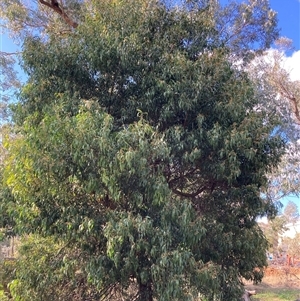 Acacia melanoxylon at Hackett, ACT - 2 Oct 2024