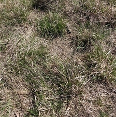 Nassella neesiana (Chilean Needlegrass) at Watson, ACT - 2 Oct 2024 by waltraud