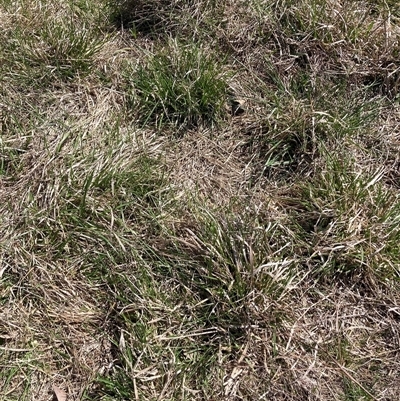 Nassella neesiana (Chilean Needlegrass) at Watson, ACT - 2 Oct 2024 by waltraud