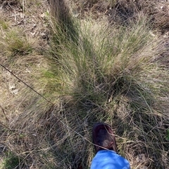 Nassella trichotoma (Serrated Tussock) at Watson, ACT - 2 Oct 2024 by waltraud