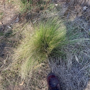 Nassella trichotoma at Watson, ACT - 2 Oct 2024