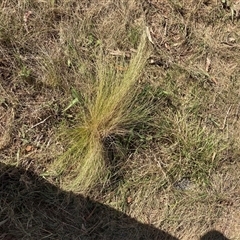 Nassella trichotoma (Serrated Tussock) at Hackett, ACT - 2 Oct 2024 by waltraud