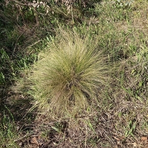 Nassella trichotoma at Hackett, ACT - 2 Oct 2024