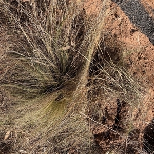 Nassella trichotoma at Hackett, ACT - 2 Oct 2024