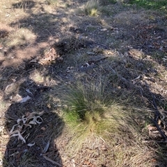 Nassella trichotoma at Hackett, ACT - 2 Oct 2024