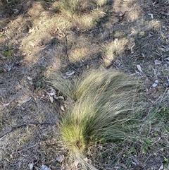 Nassella trichotoma at Hackett, ACT - 2 Oct 2024