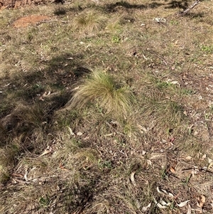 Nassella trichotoma at Hackett, ACT - 2 Oct 2024