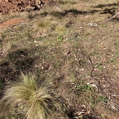 Nassella trichotoma at Hackett, ACT - 2 Oct 2024