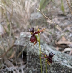 Caleana major (Large Duck Orchid) at Windellama, NSW - 2 Oct 2024 by WalterEgo