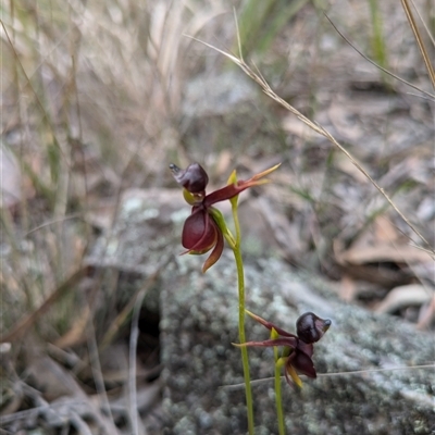 Caleana major (Large Duck Orchid) at Windellama, NSW - 2 Oct 2024 by WalterEgo