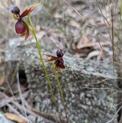 Caleana major at Windellama, NSW - 2 Oct 2024