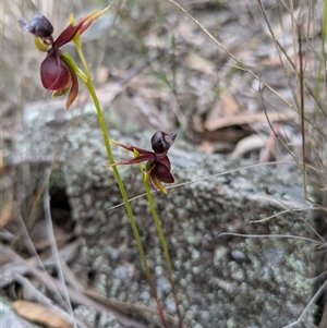 Caleana major at Windellama, NSW - suppressed