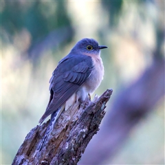 Cacomantis flabelliformis (Fan-tailed Cuckoo) at Hackett, ACT - 2 Oct 2024 by jb2602