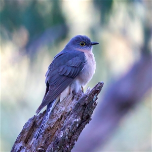 Cacomantis flabelliformis at Hackett, ACT - 2 Oct 2024