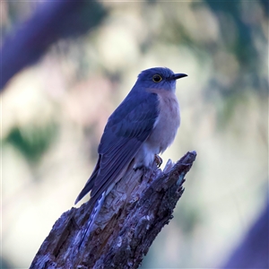 Cacomantis flabelliformis at Hackett, ACT - 2 Oct 2024