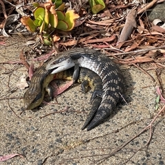 Tiliqua scincoides scincoides (Eastern Blue-tongue) at Giralang, ACT - 2 Oct 2024 by mcosgrove