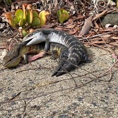 Tiliqua scincoides scincoides at Giralang, ACT - 2 Oct 2024 08:29 AM