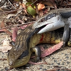 Tiliqua scincoides scincoides at Giralang, ACT - 2 Oct 2024