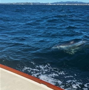 Dolphin-unknown species (Unidentified Dolphin) at Burleigh Heads, QLD by wildlifewally