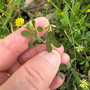 Trifolium dubium at Kangaroo Valley, NSW - suppressed