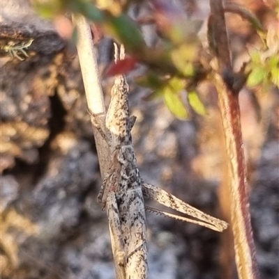 Keyacris scurra (Key's Matchstick Grasshopper) at Bungendore, NSW - 2 Oct 2024 by clarehoneydove